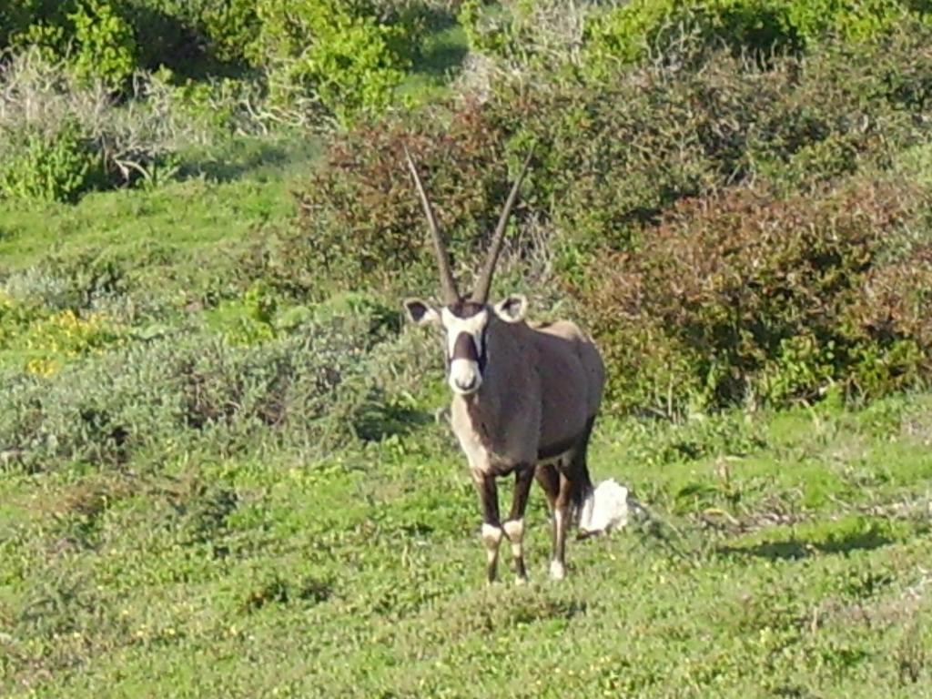 Makarios B&B Langebaan Zewnętrze zdjęcie